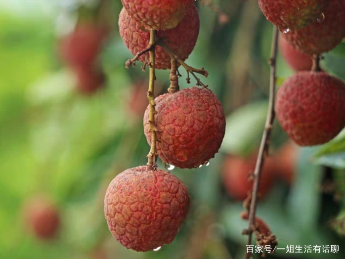 买荔枝时有妙招，学会这几点，挑出的荔枝新鲜清甜又多汁_百科TA说