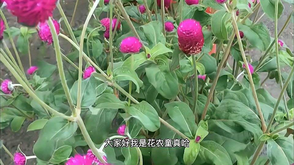 千日红 苋科千日红属植物 百度百科