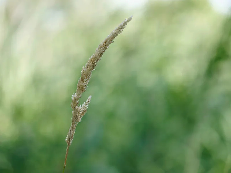 data-ctrid="taoq2q6ombya">金丝雀虉草是禾本科虉草属的植物