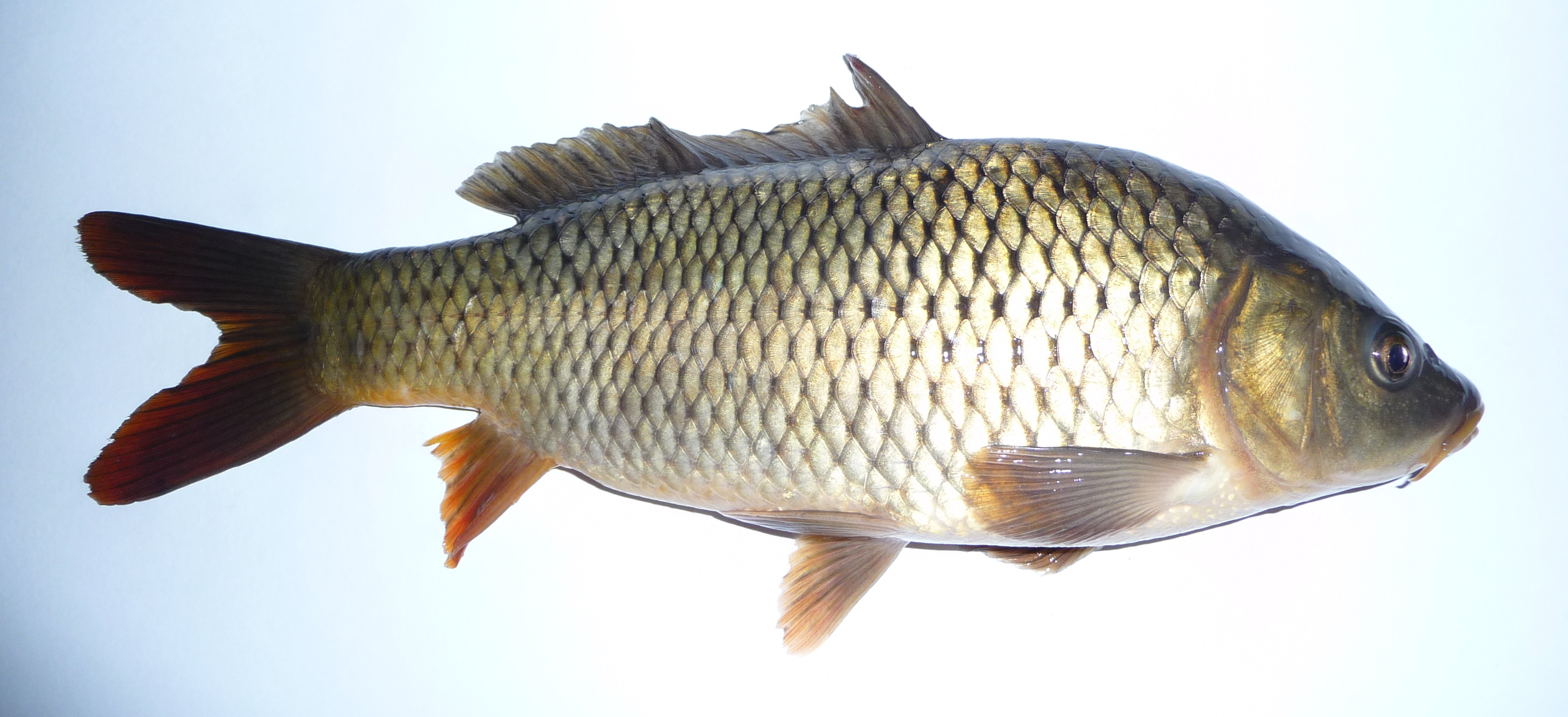  p>鲤(学名: i>cyprinus carpio /i>)是鲤科,鲤属鱼类.