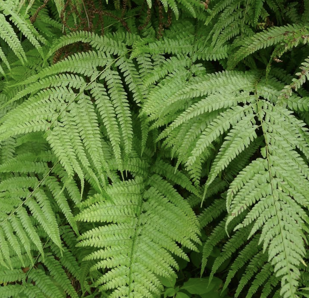 presl)是姬蕨科,鳞盖蕨属植物.