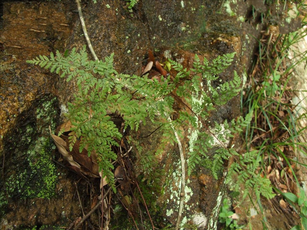  p>薄叶碎米蕨(学名: i>cheilanthes tenuifolia /i> (burm. f.) sw.