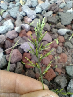 Catapodium rigidum_百度百科