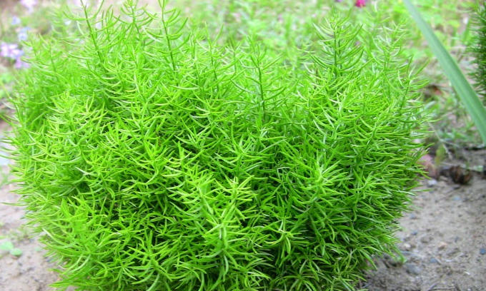 天门冬（百合科天门冬属植物）_百度百科