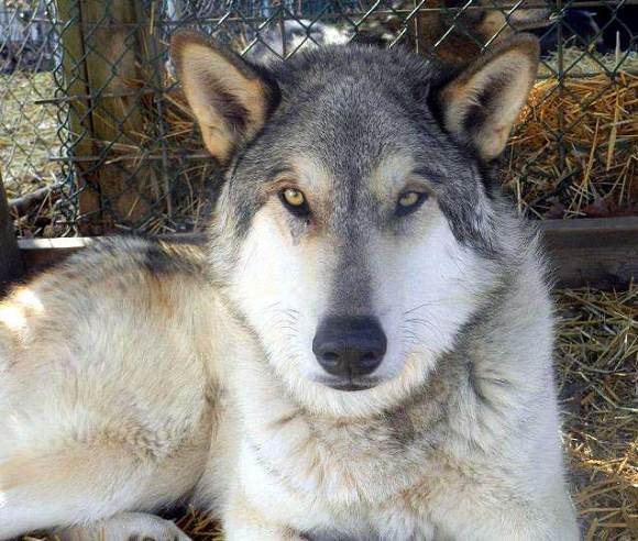 杂交狼狼混血串种狼