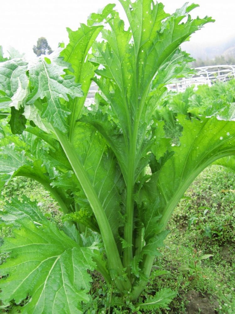  p data-id="txwfbxdvyjoa">芥菜( i>brassica juncea /i> (l.
