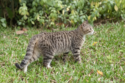 土猫_百度百科
