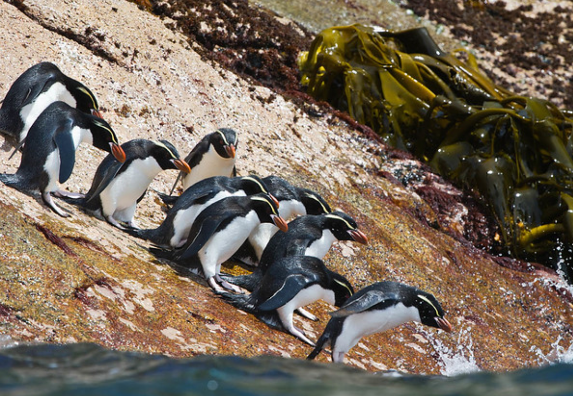 snares islands penguin