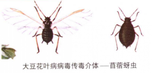 大豆花叶病_百度百科
