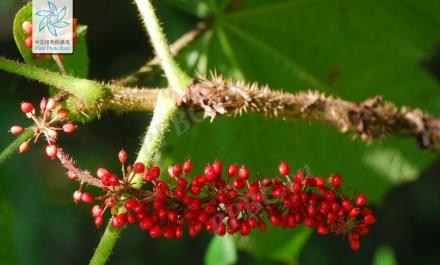刺人参（五加科刺人参属植物）_百度百科