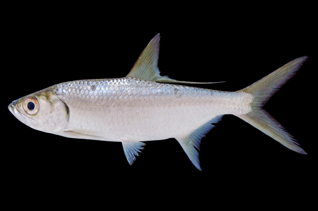  p>大海鲢(学名: i>megalops cyprinoids /i>)是大海鲢科,大海鲢属一