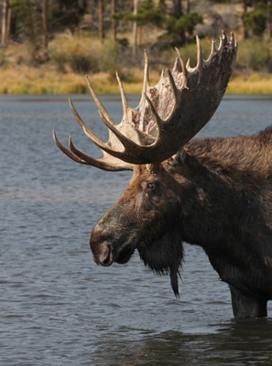 eurasian moose