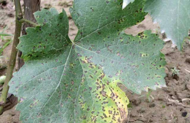  p>葡萄褐斑病又称葡萄斑点病,褐点病,叶斑病和角斑病等,是由葡萄假尾