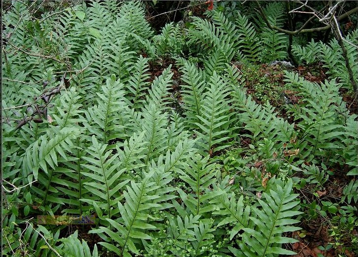  p> a target="_blank" href="/item/槲蕨属">槲蕨属 /a>(学名: b>