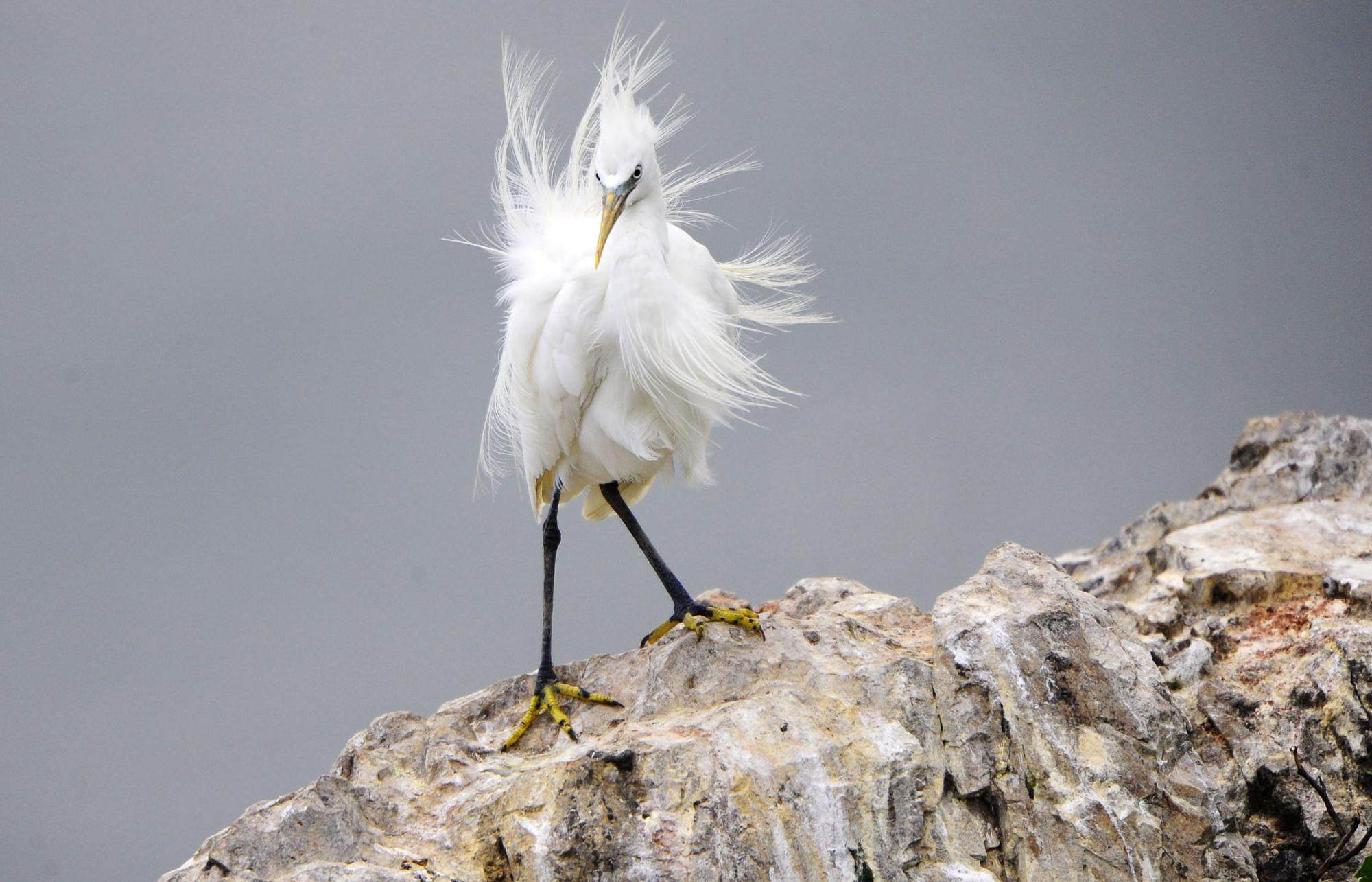  p>黄嘴白鹭(学名: i>egretta eulophotes /i>),也叫白老, a target="