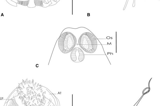 似斧形虫属(axinoides)是 a target="_blank" href="/item/扁形动物门