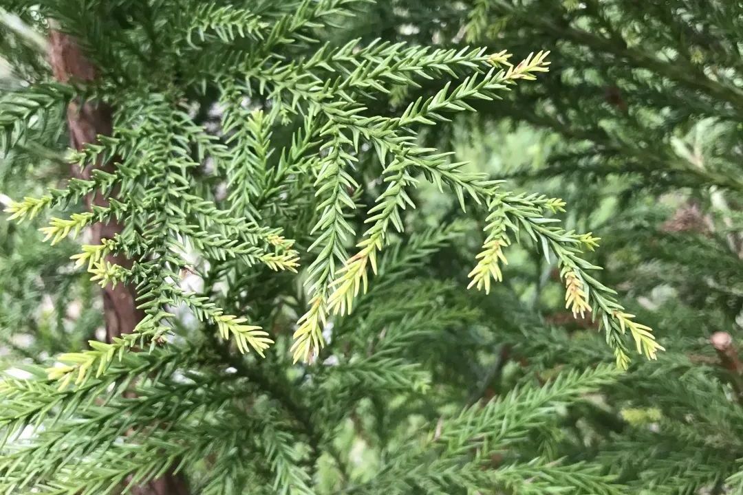  p>柳杉叶马尾杉( a target="_blank" href="/item/学名/8074290"