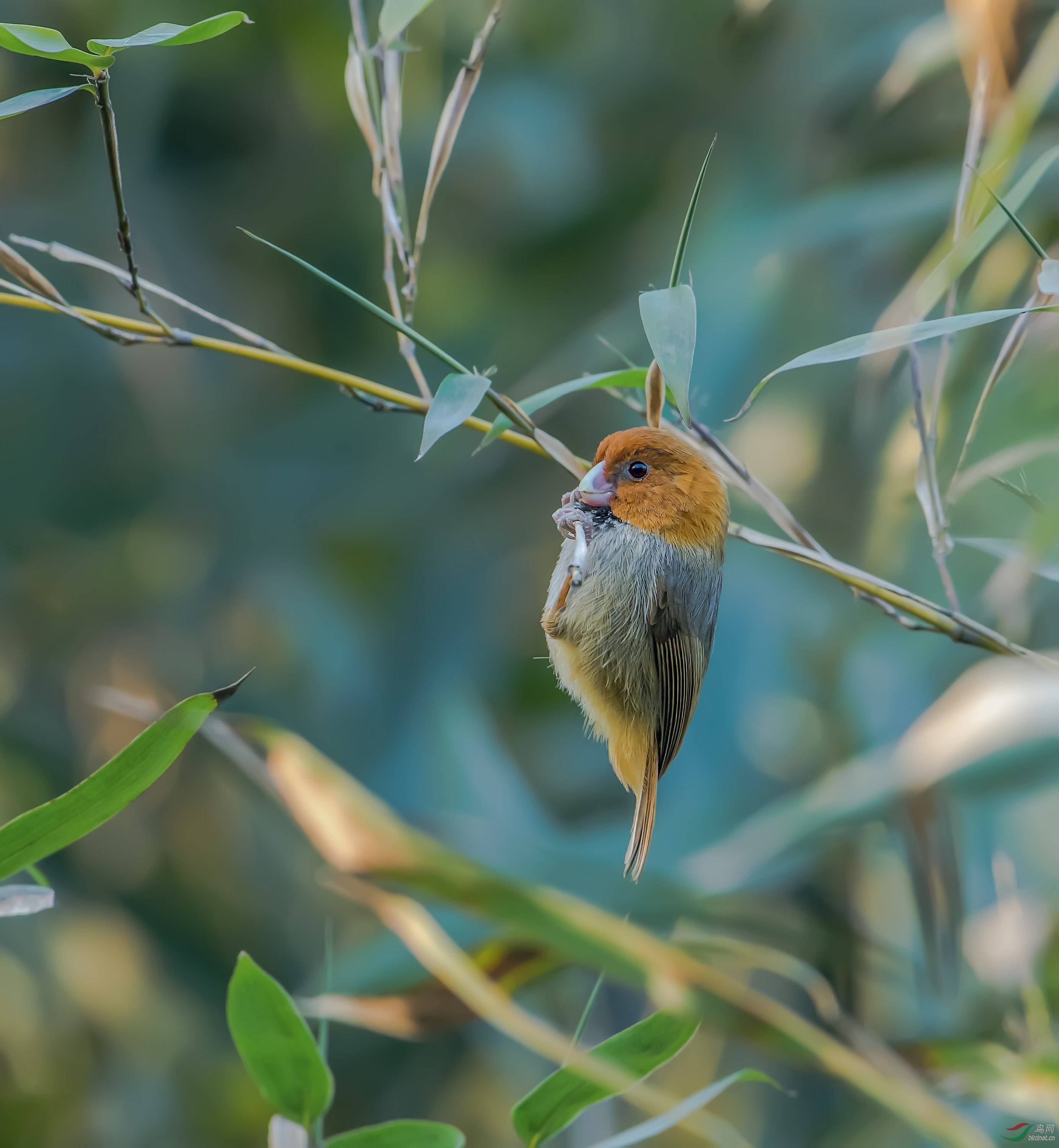 短尾鸦雀指名亚种