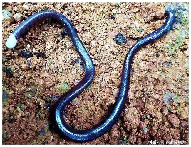  p>墨西哥皮蚓螈  i>dermophis mexicanus /i> (mexican burrowing
