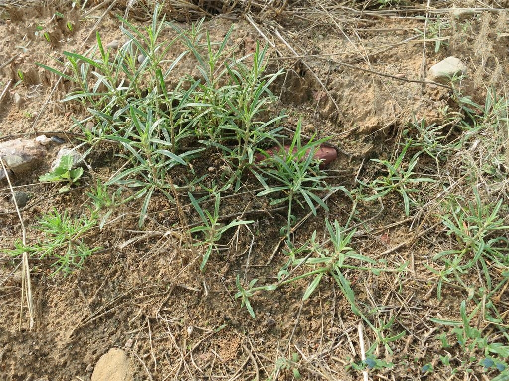  p>软毛虫实(学名: i>corispermum puberulum  /i>iljin)为藜科,虫实