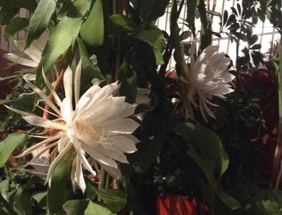 阳台养花，就选“小叶昙花”，耐阴好养，丰花勤花，值得养护_百科TA说