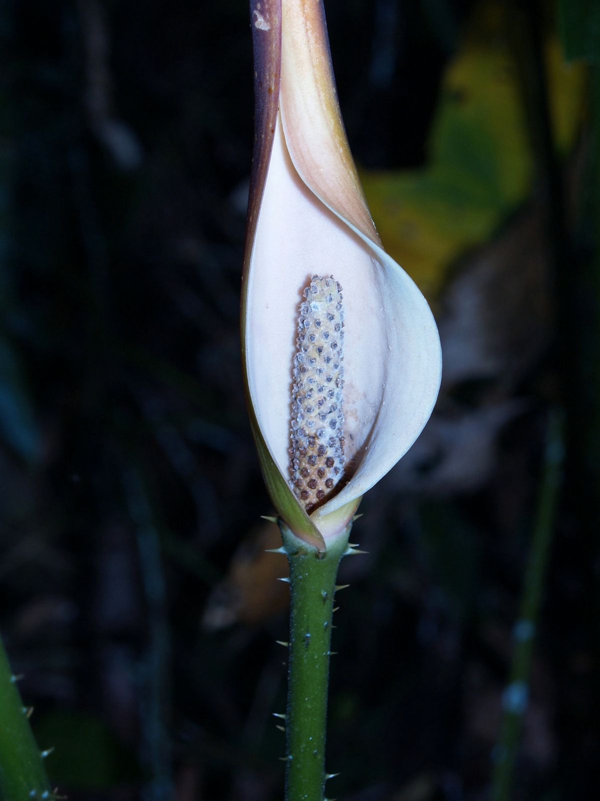  p> span class="ref" data-ctrid="t7zi1dgxjwfq">刺芋(学名: /span>