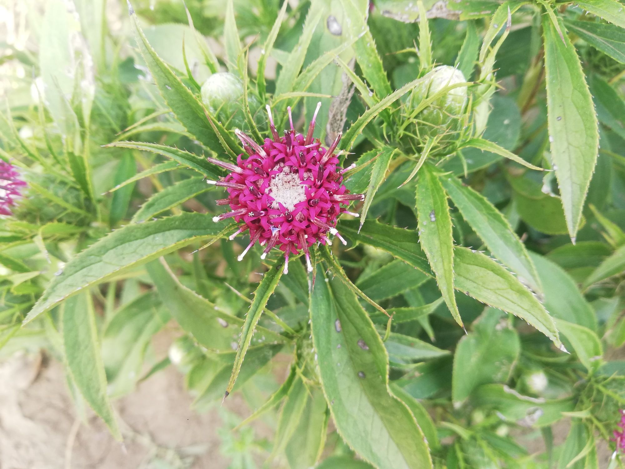苍术