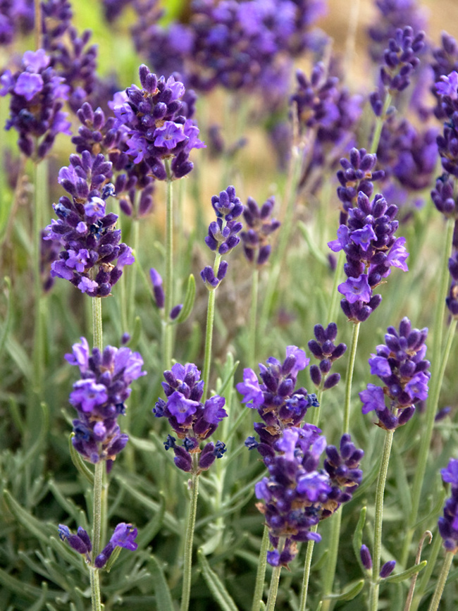  p>薰衣草(拉丁学名:lavandula angustifolia mill.