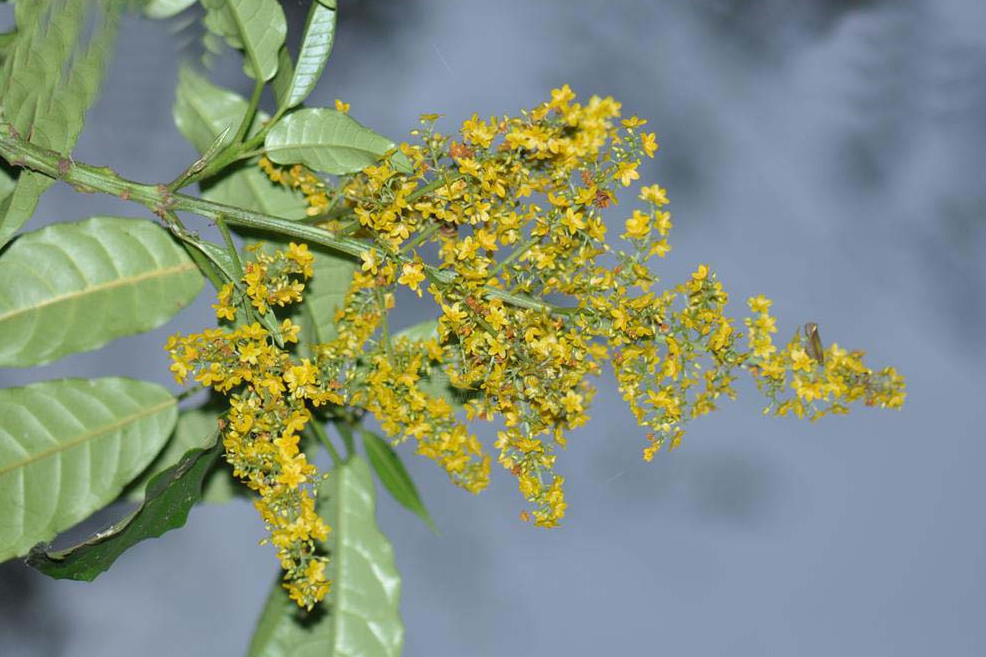 黄花三宝木海南个体001