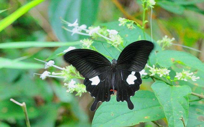  p>双尾褐凤蝶(学名: i>bhutanitis mansfieldi /i>) a href="#" data