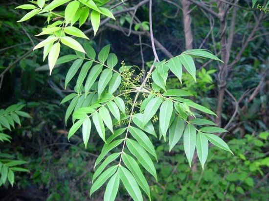 象木漆树,列加氏漆树_大山谷图库