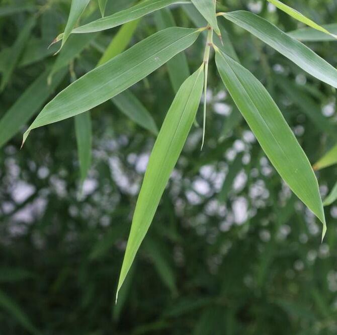  p>竹叶蕨是竹叶蕨科的一种植物. /p>