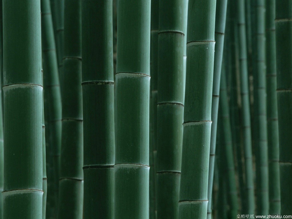  p> a href="#" data-lemmaid="2549562">青竿竹 /a>(b.