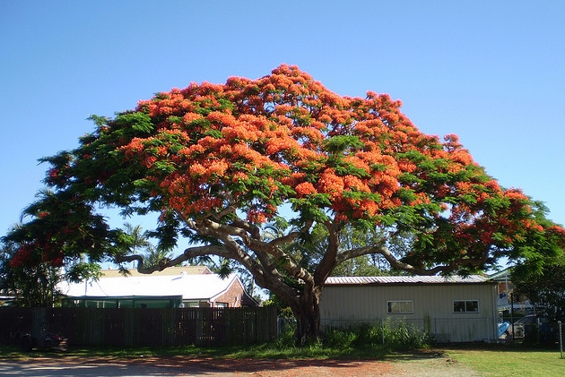 冠",别名金凤花, a target="_blank" href="/item/红花">红花 /a>楹树