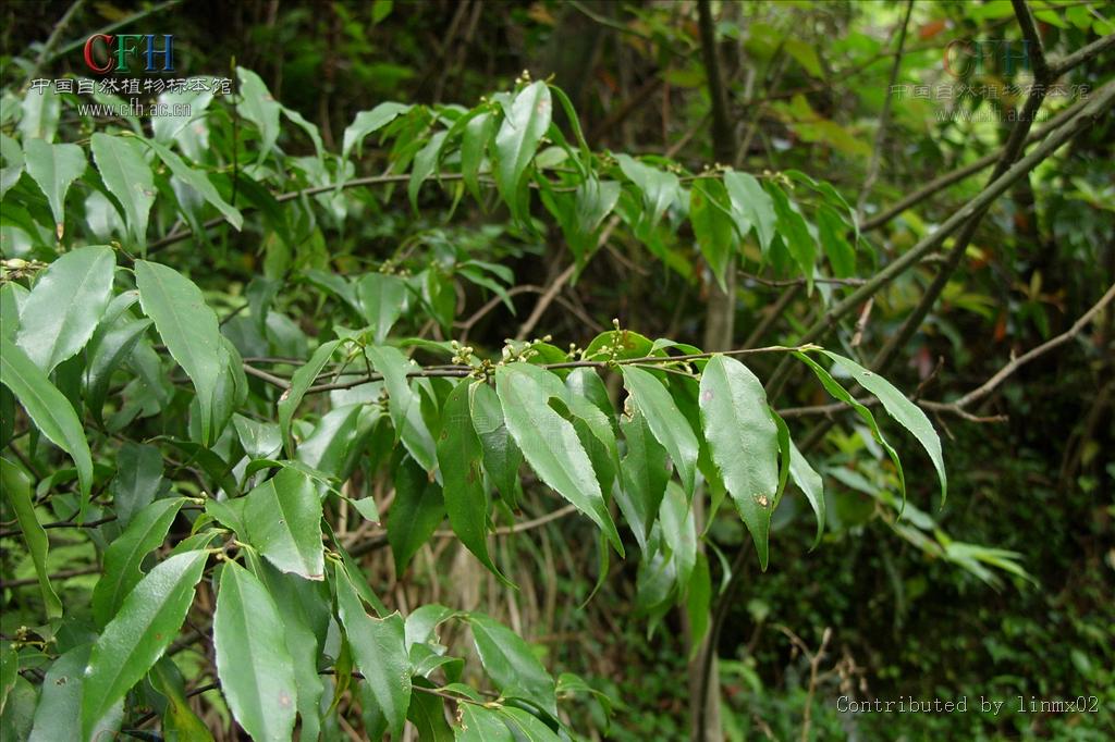  p>光叶山矾(学名:symplocos lancifolia sieb. et zucc.