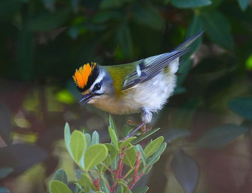  p>普通火冠戴菊(学名:regulus ignicapilla)体型娇小似 a target="