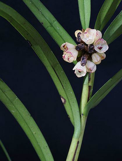 agrostophyllum callosum rchb. f.