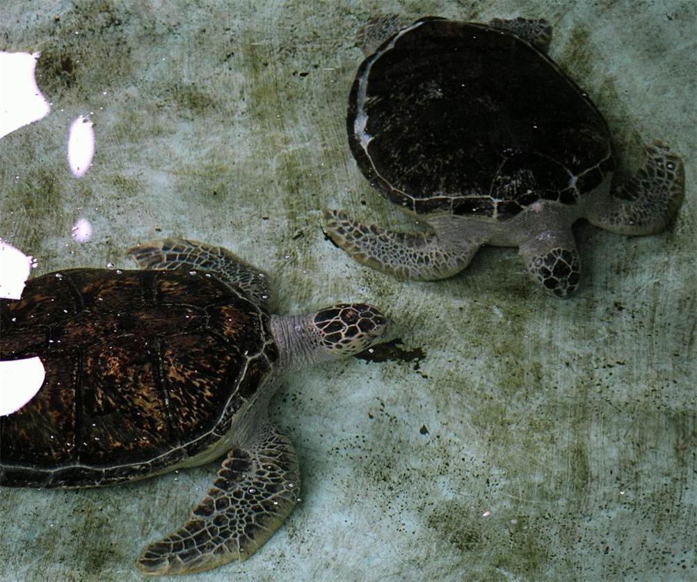  p>海龟(学名: i>chelonia mydas /i>)是海龟科,海龟属动物.