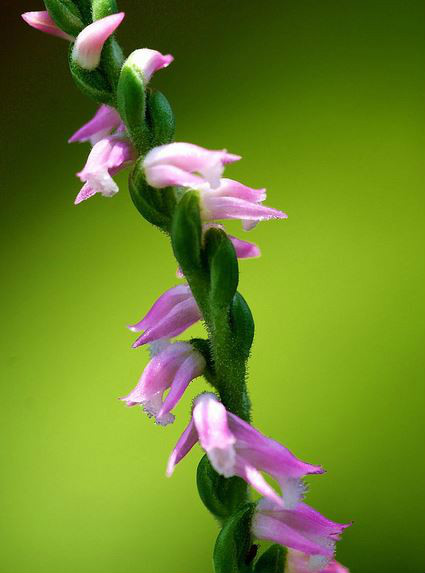 spiranthes sinensis (pers.) ames