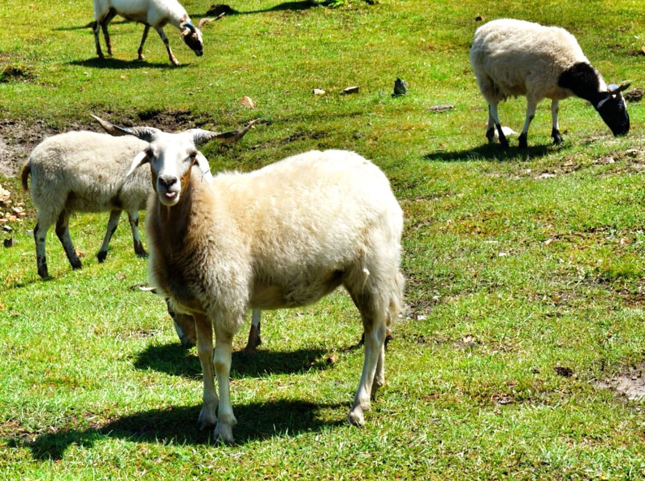  p>唐古拉藏羊,青海省 a target="_blank" href=