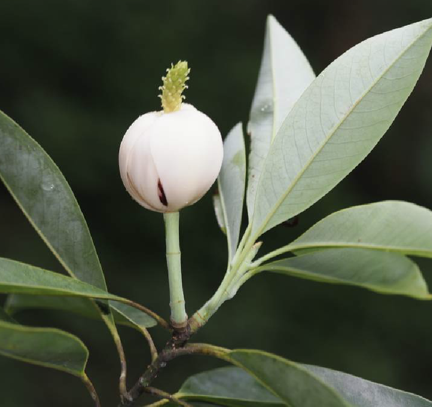  p>石碌含笑(学名: i>michelia shiluensis  /i>chun et y. f.