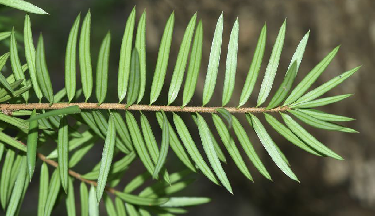 油杉属乔木,树皮暗褐色或褐灰色,纵裂;有密生短柔毛,叶片条形,先端钝