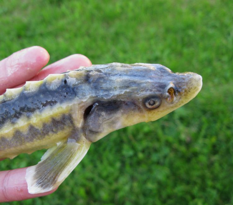  p>俄罗斯鲟(学名: i>acipenser gueldenstaedti /i>)是鲟科,鲟属鱼类