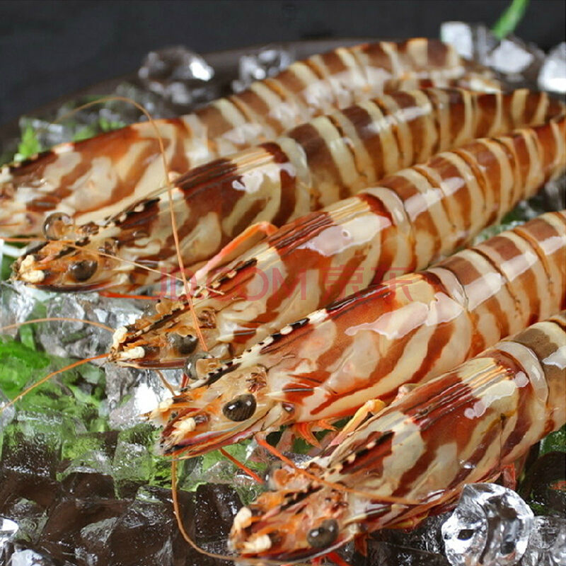  p>斑节虾为当前世界上养殖最 a href="#" data-lemmaid="2578469">