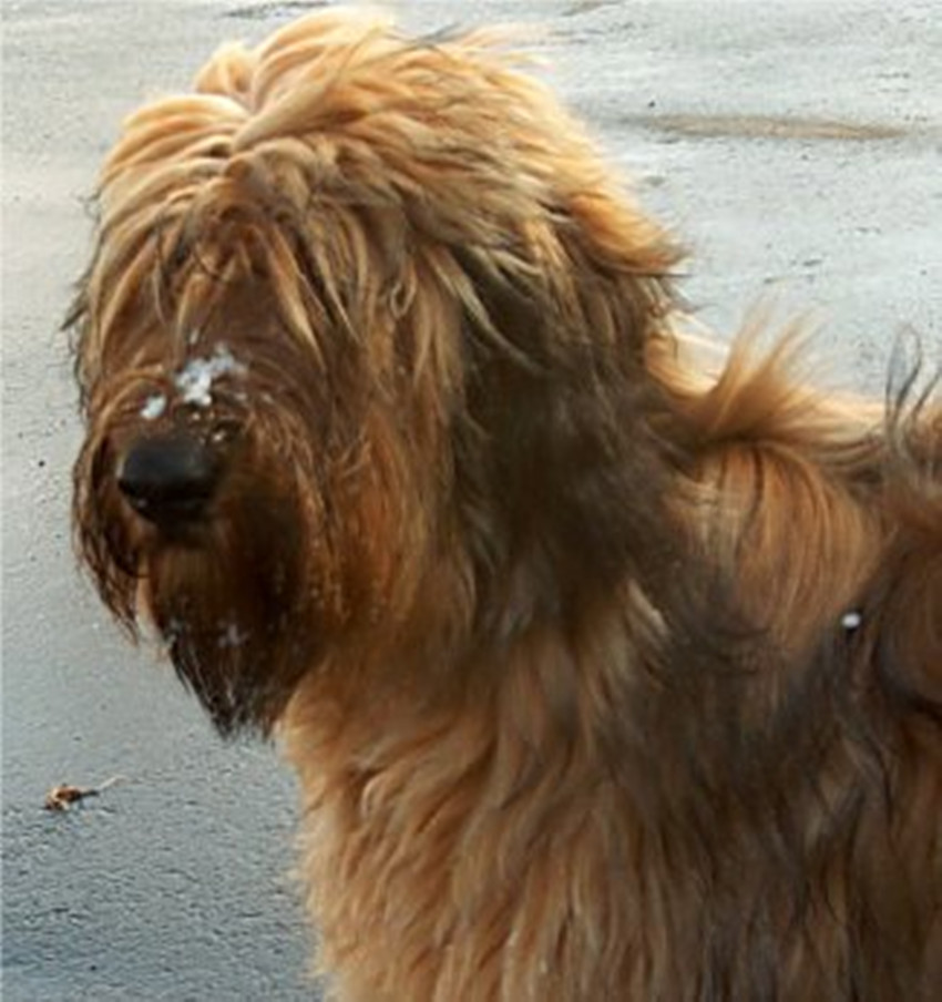 briard