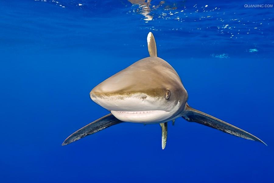 远洋白鳍鲨