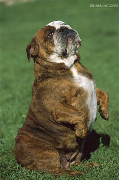 英国斗牛犬bulldog