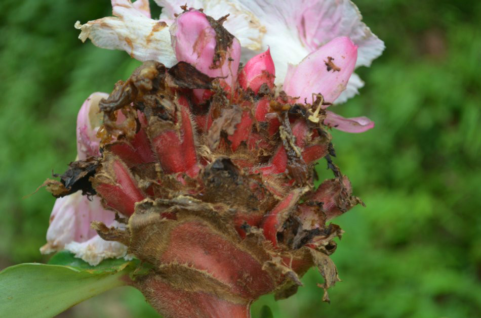  p>莴笋花(学名: i>costus lacerus /i> gagnep)是姜科,闭鞘姜属