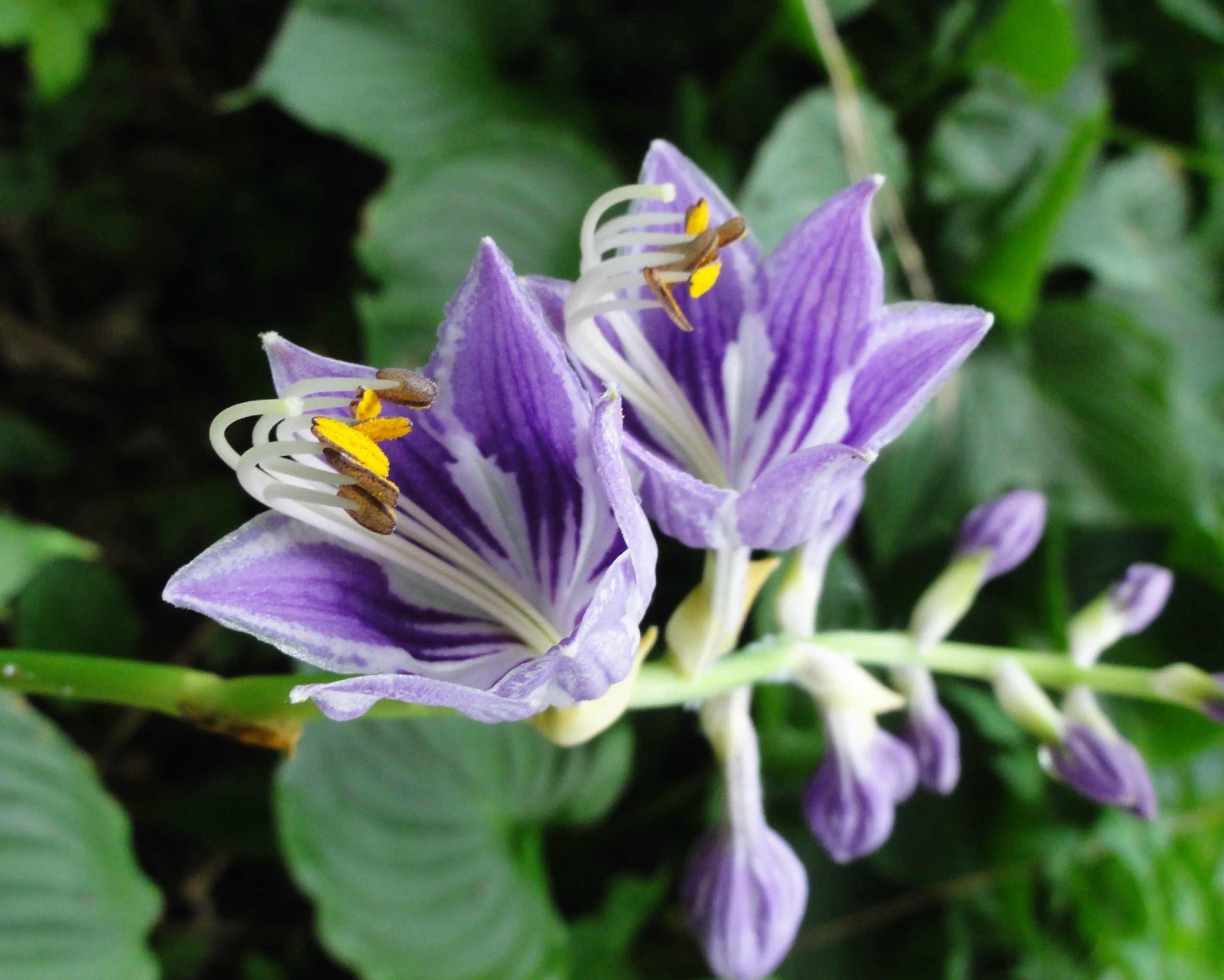  p>紫萼(学名: i>hosta ventricosa /i> (salisb.