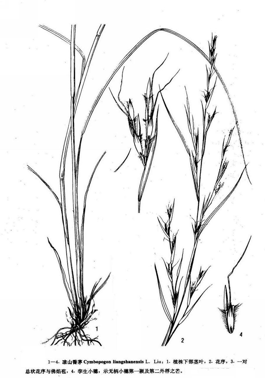 凉山香茅